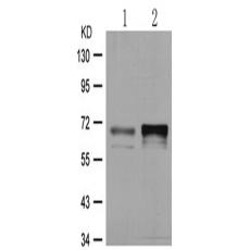 兔抗PAK1 (Phospho-Thr212)多克隆抗体