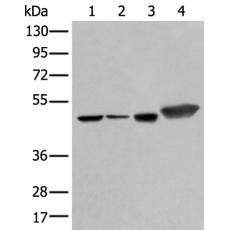 兔抗PLAG1多克隆抗体