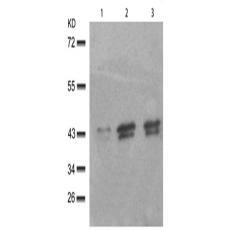 兔抗MAPK1 MAPK3 (Phospho-Thr185 202)多克隆抗体