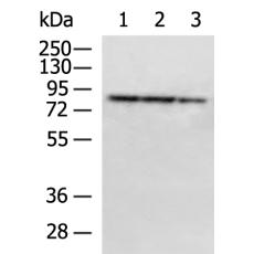 兔抗PTCD3多克隆抗体