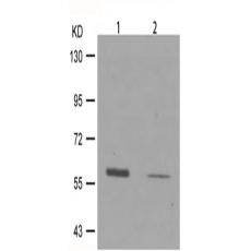 兔抗MYC (Phospho-Ser373)多克隆抗体