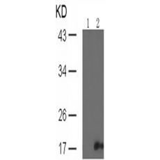 兔抗SNCA (Phospho-Tyr136)多克隆抗体