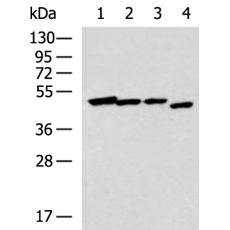 兔抗NR2E1多克隆抗体