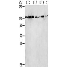 兔抗SMARCA5多克隆抗体