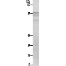 兔抗RPS6KA4(Ab-568)多克隆抗体