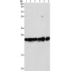 兔抗SIGMAR1多克隆抗体