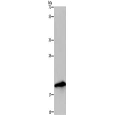 兔抗RNASE3多克隆抗体