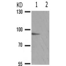 兔抗STAT5AB(Phospho-Ser725730)多克隆抗体