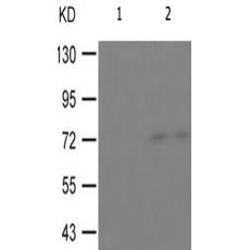 兔抗RAF1(Phospho-Ser621)多克隆抗体