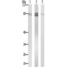 兔抗SLCO1A2多克隆抗体