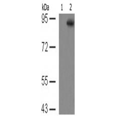 兔抗STAT5A (Phospho-Tyr694)多克隆抗体