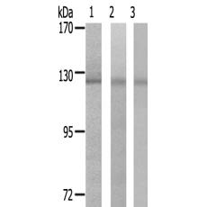兔抗RANBP6多克隆抗体