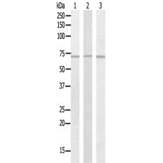 兔抗NXF1多克隆抗体