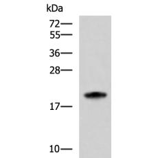 兔抗MRPS28多克隆抗体