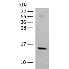 兔抗RPS12多克隆抗体