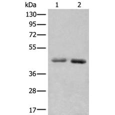 兔抗NADK2多克隆抗体