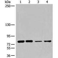 兔抗NCBP1多克隆抗体