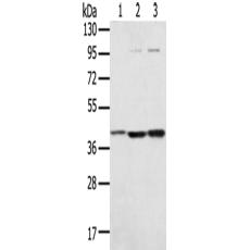 兔抗STX18多克隆抗体