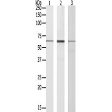 兔抗POLR3C多克隆抗体