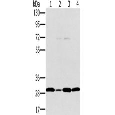 兔抗PEF1多克隆抗体