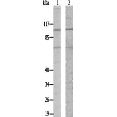 兔抗MKNK1(Ab-385)多克隆抗体