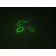 兔抗MUC1(Phospho-Tyr1229)多克隆抗体