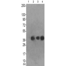 兔抗TOB1(Phospho-Ser164)多克隆抗体