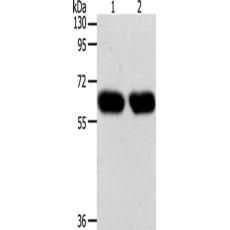 兔抗SYT7多克隆抗体