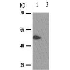 兔抗SMAD3(Phospho-Ser213)多克隆抗体