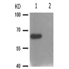 兔抗STK11(Phospho-Ser428)多克隆抗体