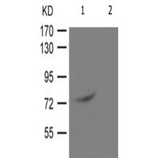 兔抗PRKCD(Phospho-Tyr313)多克隆抗体