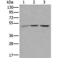 兔抗NUDCD3多克隆抗体