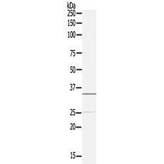 兔抗OSR2多克隆抗体