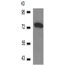 兔抗SYN1(Phospho-Ser9) 多克隆抗体