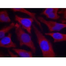 兔抗SYN1(Phospho-Ser9) 多克隆抗体