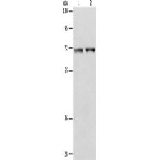 兔抗STK39多克隆抗体
