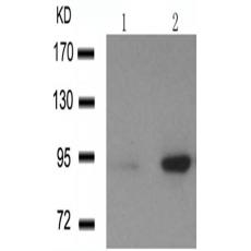 兔抗MDM2 (phospho-Ser166)多克隆抗体
