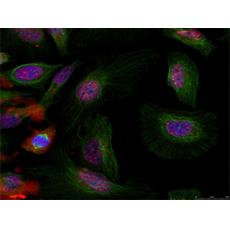 兔抗MDM2 (phospho-Ser166)多克隆抗体