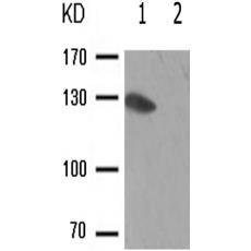 兔抗PRKD1(Phospho-Tyr463)多克隆抗体