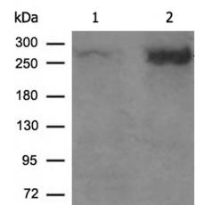 兔抗MTOR(Phospho-Ser2448)多克隆抗体 