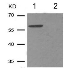 兔抗MAP3K7(Phospho-Thr187)多克隆抗体
