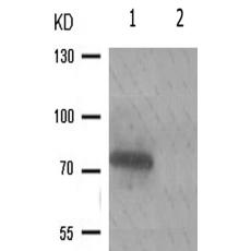 兔抗RAF1(Phospho-Ser296)多克隆抗体