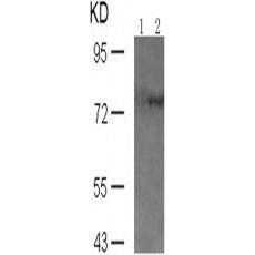 兔抗PRKCD (Phospho-Ser645)多克隆抗体