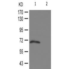 兔抗SOX9(Phospho-Ser181)多克隆抗体
