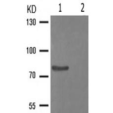 兔抗PECAM1(Phospho-Tyr713)多克隆抗体
