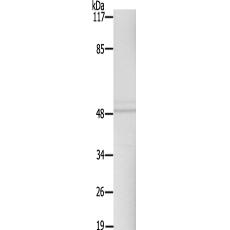 兔抗SMAD1(Ab-465)多克隆抗体
