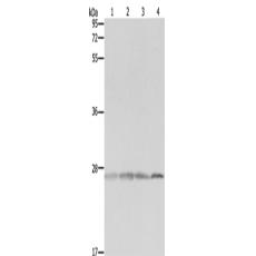 兔抗PRDX3多克隆抗体
