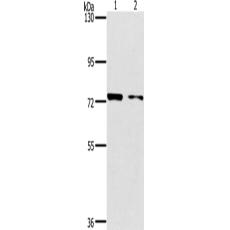 兔抗PPP1R13L多克隆抗体