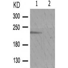 兔抗MTOR(Phospho-Thr2446)多克隆抗体