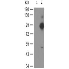 兔抗RUNX1(Phospho-Ser276) 多克隆抗体 